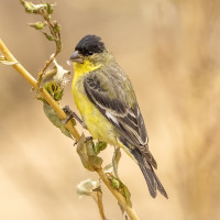 Lesser Goldfinch
